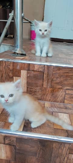 04 Persian kittens for Sale