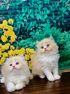Persian
