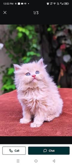 Persian