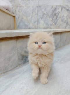 Persian