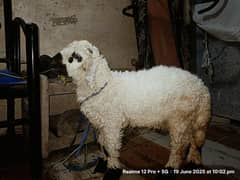 Dumba Male For Sale