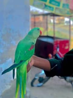 Talking & friendly Parrot