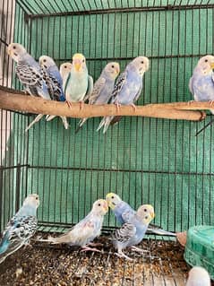 Australian Parrots Budgies