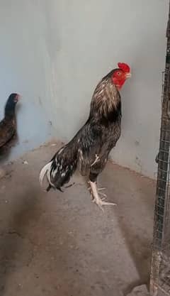 Miawali