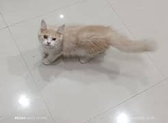 Persian kittens