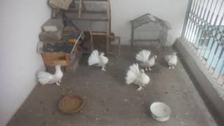 لکے کبوتر بریڈر پیئر