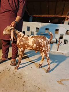 Bakray for sale