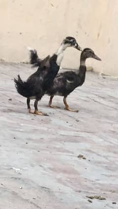 Duck