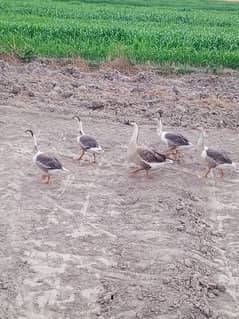 Big Ducks For sale 3 ducks