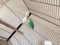 love birds