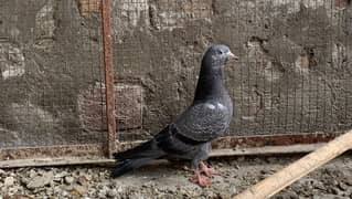 Young, Female Pigeon Available for Sale
