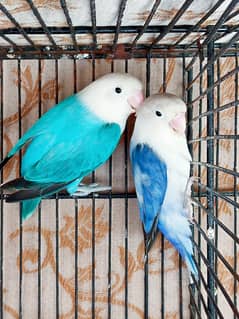 Blue Opaline Love Birds For Sale