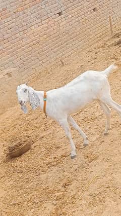 Rajanpuri desi mix Path confrm gaban