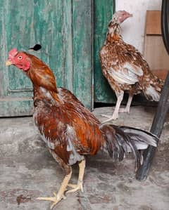 aseel pair for sale