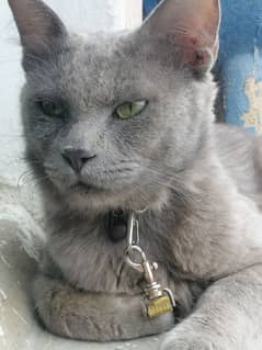 Premium Russian Blue (Nebelung) Male for Sale | Breeder Type