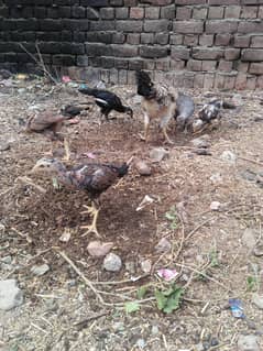 per chicks 1000
