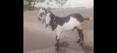 Tedi bakra for sale 0343 4808486