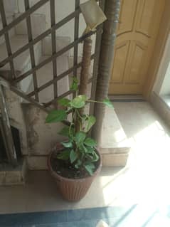 plants
