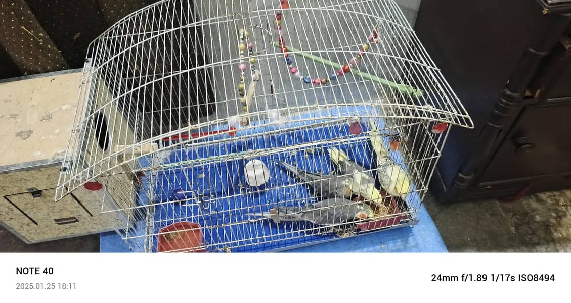 Fresh Look at Complete Setup Birds With Cage Parrots