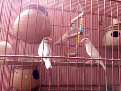 Java Pair (white and grey)