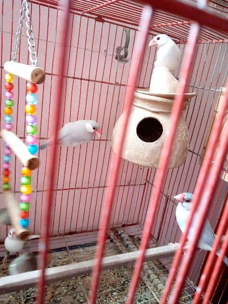 Java Pair (white and grey) 3