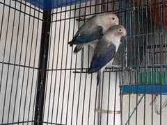 home breed top quality breader pairr
