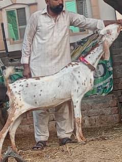 Makhi