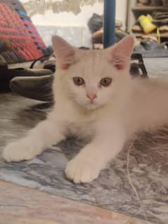 Persian