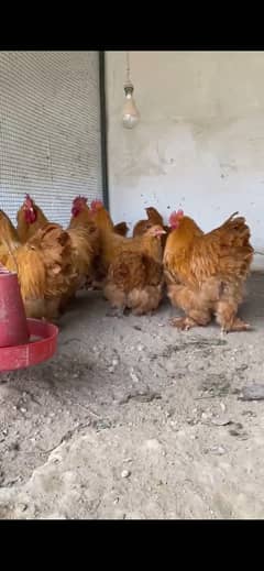 Fancy birds fresh eggs