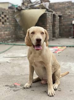 labrador