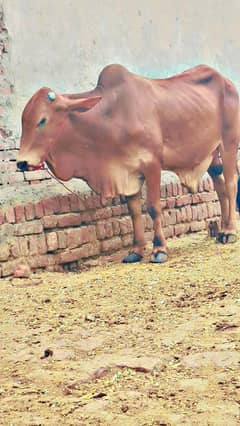 mou se do dant hn  mett 350