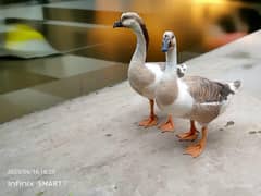 Mail n female