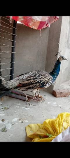 peacock for sale