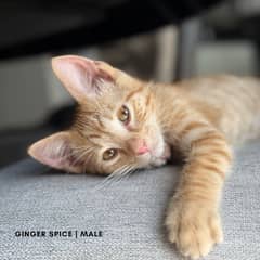 Ginger and Whinte single coat Kitten