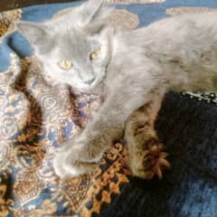 cat is very beautiful 