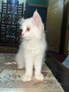 3month russian cat