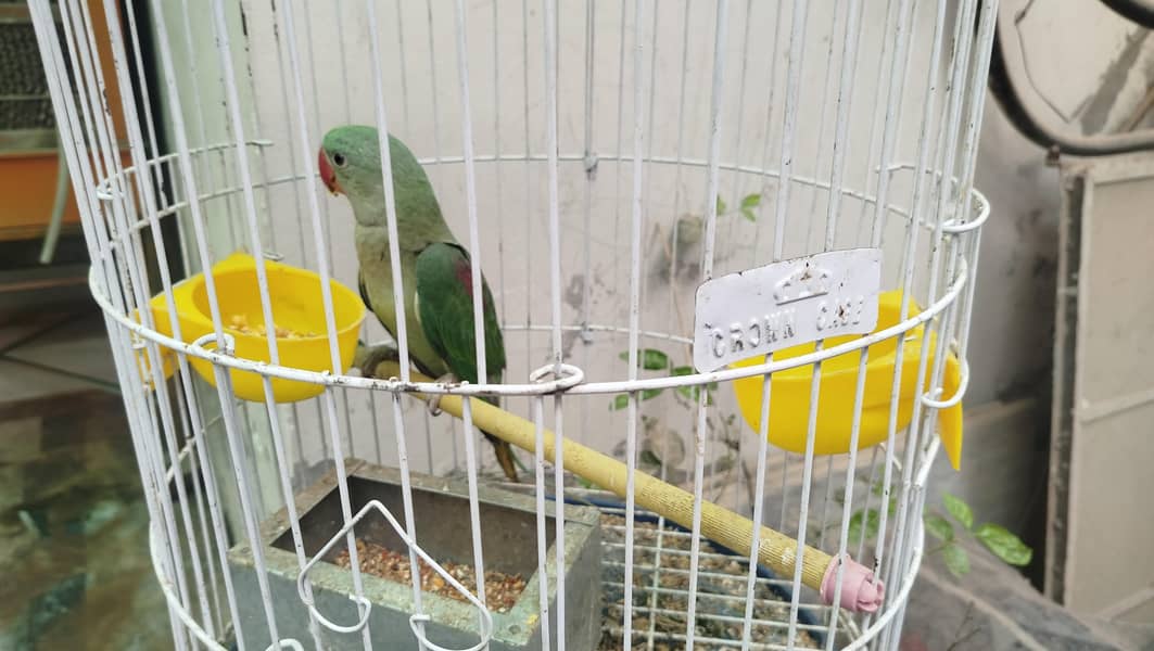 kashmiri 6 month male ptha available 0