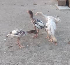aseel chicks for sale