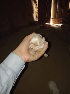 for sale
