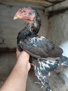 aseel black Pakistan
