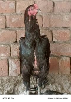 German shamo | Black shamo | aseel | Shamo chicks | King Shamo |