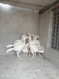 Peaper White Heera Pathy Patiyan