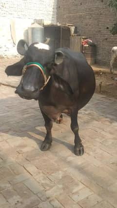 buffalo