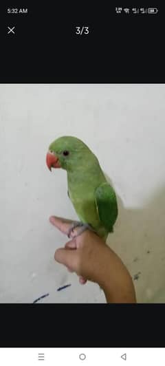 for sale parrot