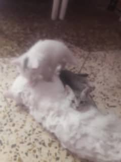 cat and two kitten