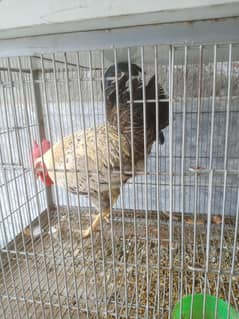 cock - hen