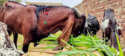 Goats For Sale