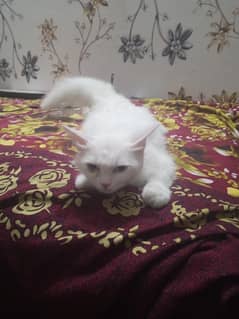 cat for sale in olx