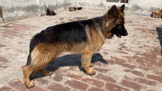 German Shepherd Male For Sale