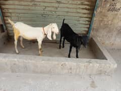 Bakra